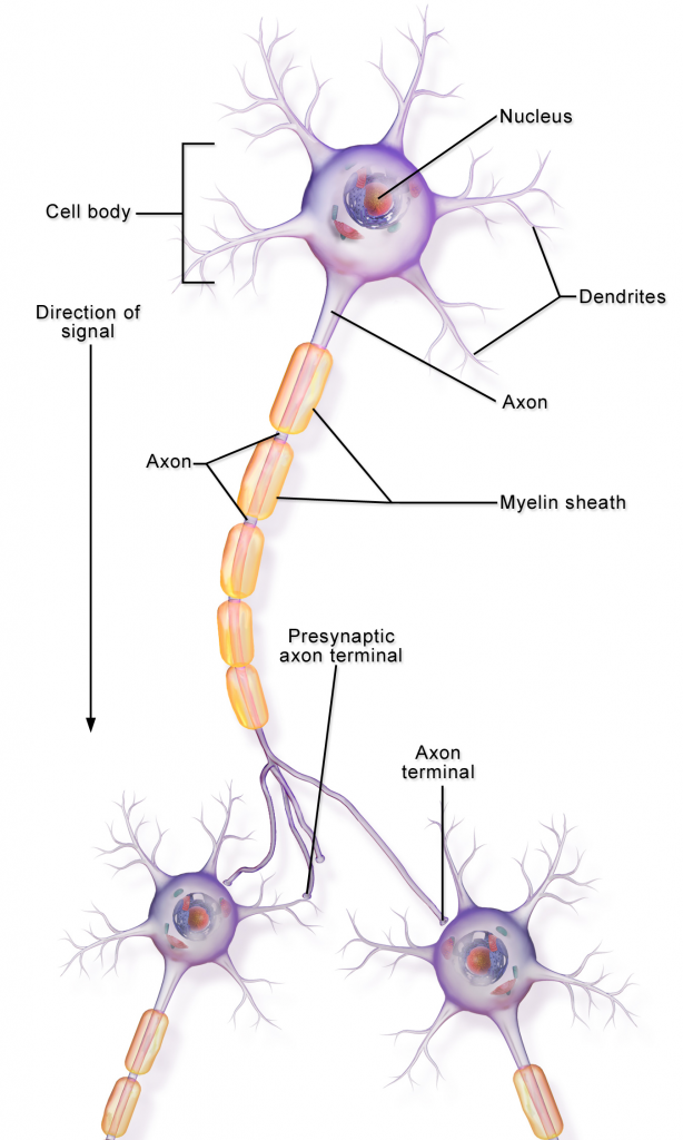 parts of a neuron described in the body of the blog post